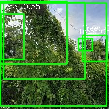 Object Detection Image