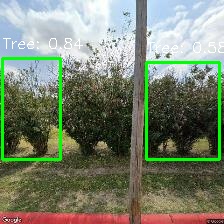 Object Detection Image